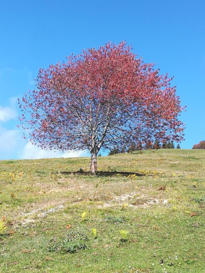 Zbogar Rateče Exterior foto